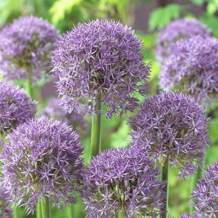 Amazon.co.jp: アリアム アリウム パープルカイラ 球根 1片 ボーダー